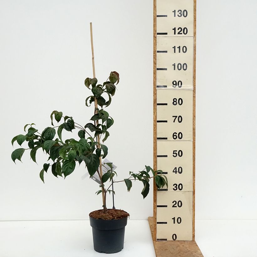 Spécimen de Cornus kousa Beni-fuji - Cornouiller du Japon Pot de 6L/7L tel que livré en automne