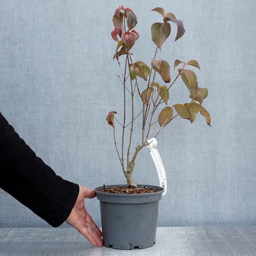 Spécimen de Cornus kousa Big Apple - Cornouiller du Japon Pot de 3L/4L tel que livré en automne