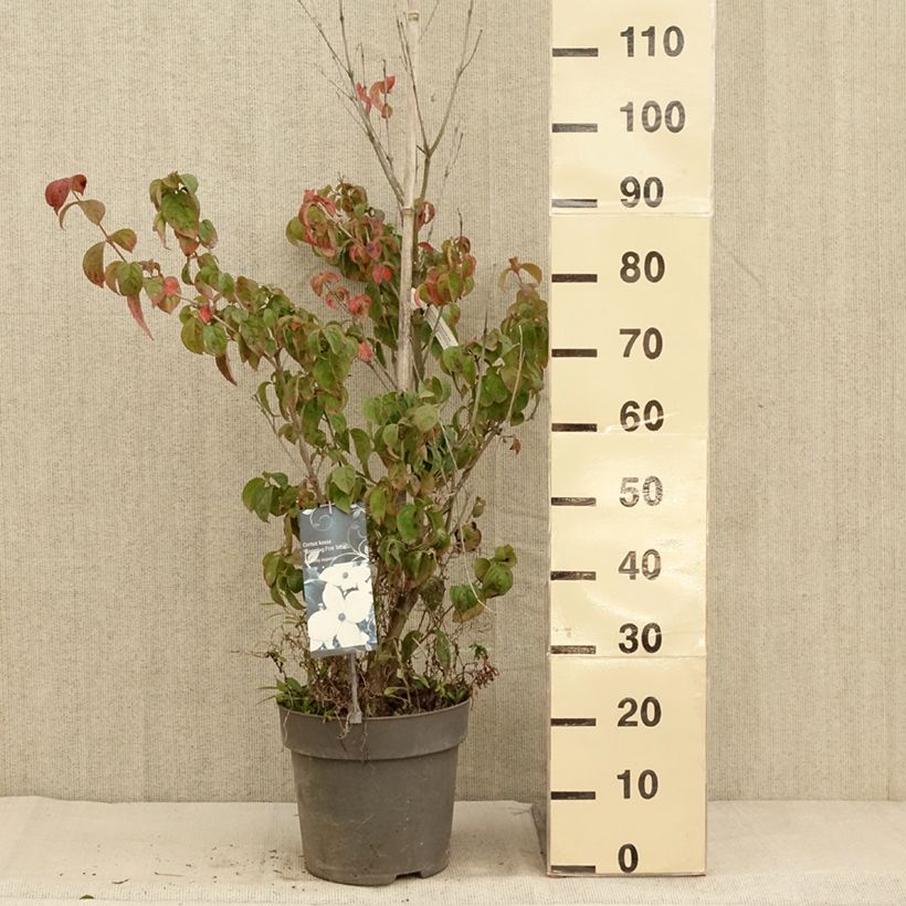 Spécimen de Cornus kousa Blooming Pink Tetra - Cornouiller hybride Pot de 7,5L/10L tel que livré en automne