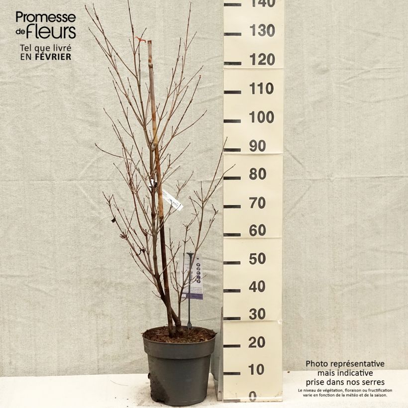 Spécimen de Cornus kousa Blooming Pink Tetra - Cornouiller hybride Pot de 7,5L/10L tel que livré en hiver