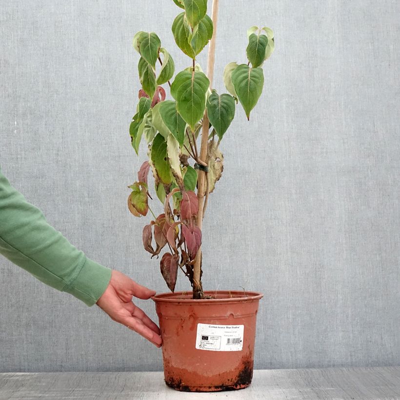 Spécimen de Cornus kousa Blue Shadow - Cornouiller du Japon Pot de 4L/5L tel que livré en été