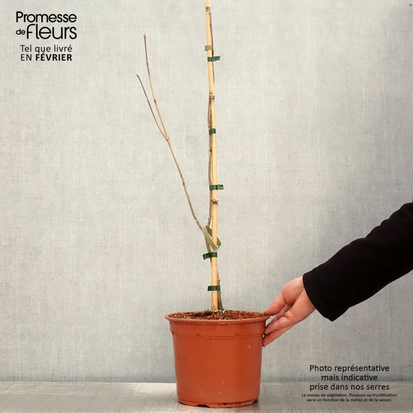 Spécimen de Cornus kousa Blue Shadow - Cornouiller du Japon Pot de 4L/5L tel que livré en hiver