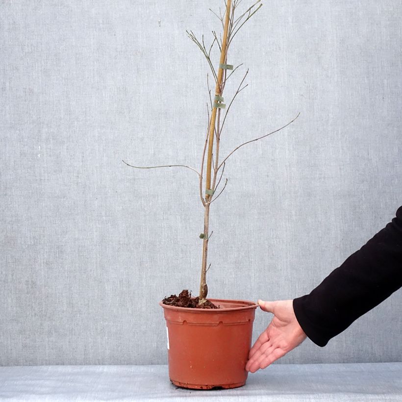 Spécimen de Cornus kousa Cappuccino - Cornouiller du Japon Pot de 6L/7L tel que livré en hiver