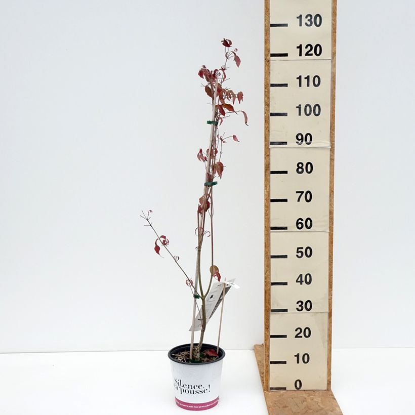 Spécimen de Cornus kousa Copacabana - Cornouiller du Japon Pot de 4L/5L tel que livré en automne
