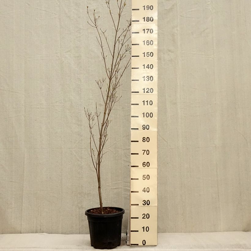 Spécimen de Cornus kousa Couronne - Cornouiller du Japon Pot de 12L/15L tel que livré au printemps