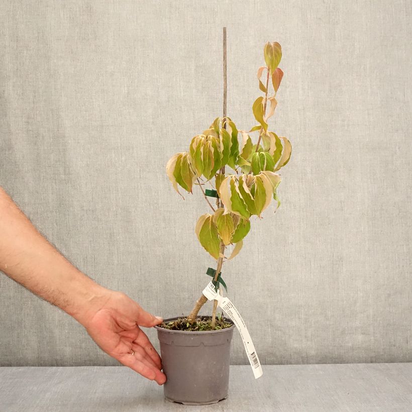 Spécimen de Cornus kousa Flower Tower - Cornouiller du Japon Pot de 1L/1,5L tel que livré en été