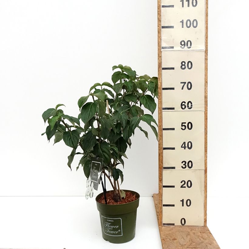 Spécimen de Cornus kousa Flower Tower - Cornouiller du Japon Pot de 4L/5L tel que livré en automne