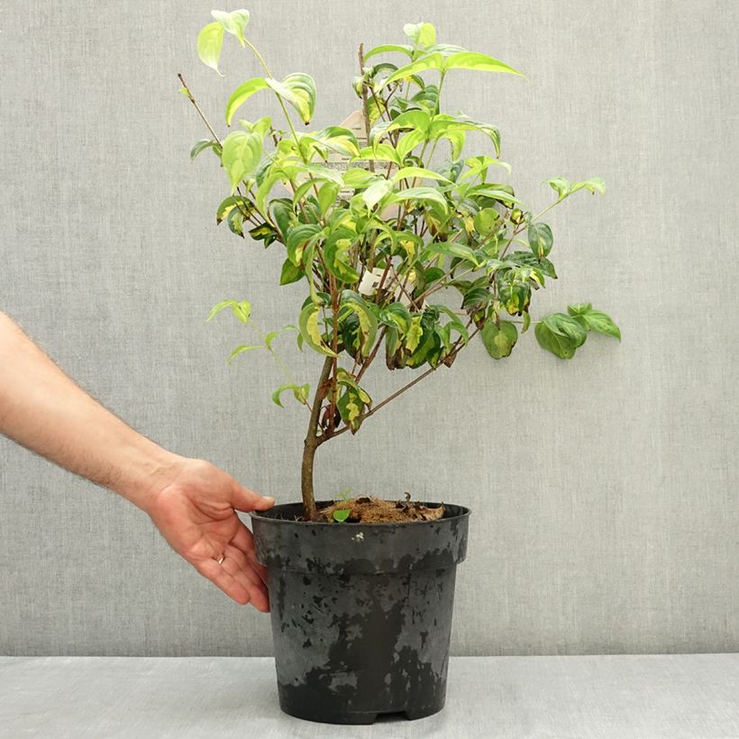 Spécimen de Cornus kousa Gold Star - Cornouiller du Japon Pot de 4L/5L tel que livré en été
