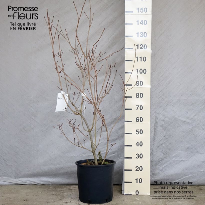 Spécimen de Cornus kousa Heart Throb - Cornouiller du Japon Pot de 18L/20L tel que livré en hiver