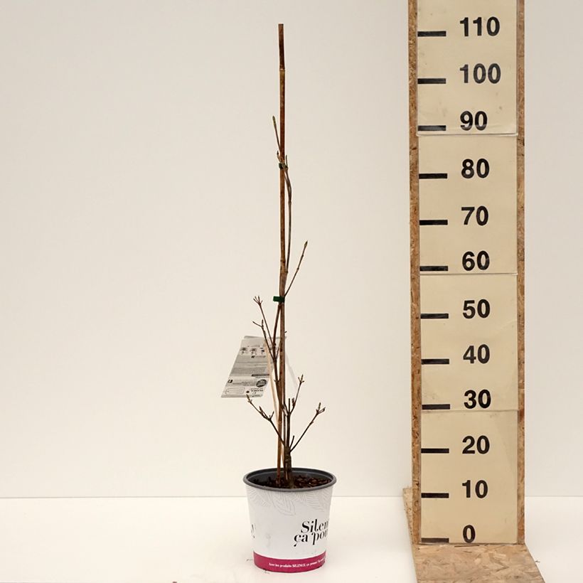 Spécimen de Cornus kousa Mandarin Jewel - Cornouiller du Japon Pot de 4L/5L tel que livré en hiver