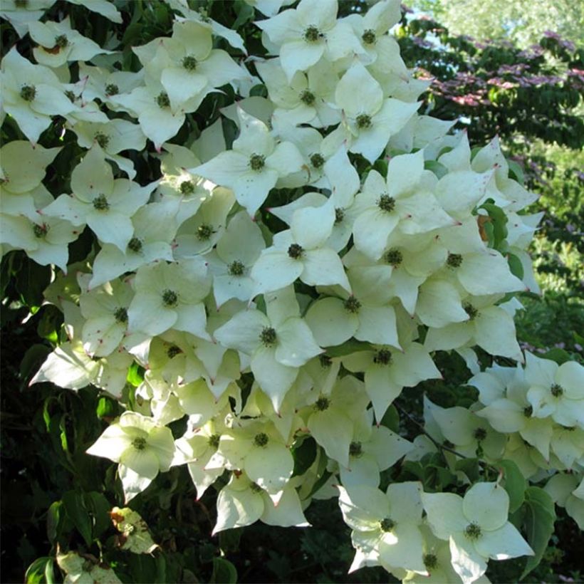 Cornus Kousa Milky Way- Cornouiller du Japon blanc (Floraison)