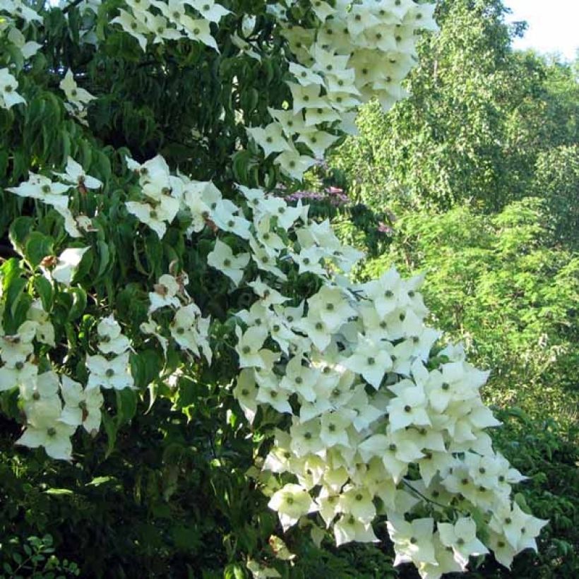 Cornus Kousa Milky Way- Cornouiller du Japon blanc (Floraison)