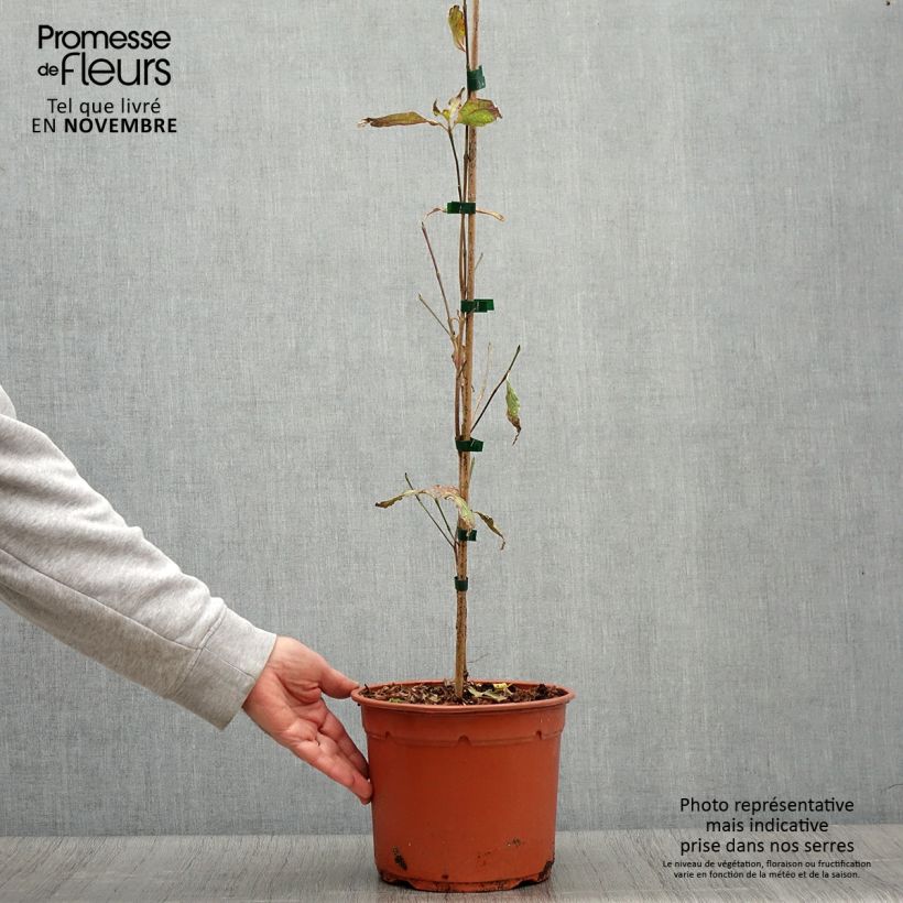 Spécimen de Cornus kousa Pevé Foggy - Cornouiller du Japon Pot de 4L/5L tel que livré en automne