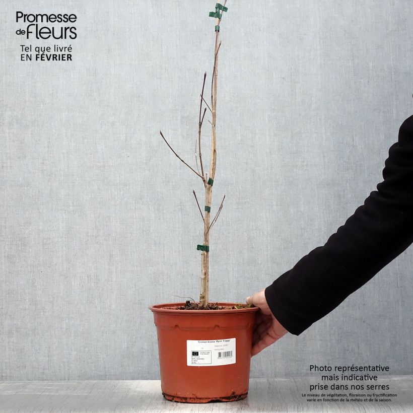 Spécimen de Cornus kousa Pevé Foggy - Cornouiller du Japon Pot de 4L/5L tel que livré en hiver