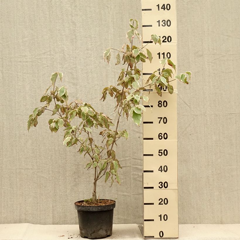 Spécimen de Cornus kousa Samaritan - Cornouiller du Japon panaché Pot de 4L/5L tel que livré en automne