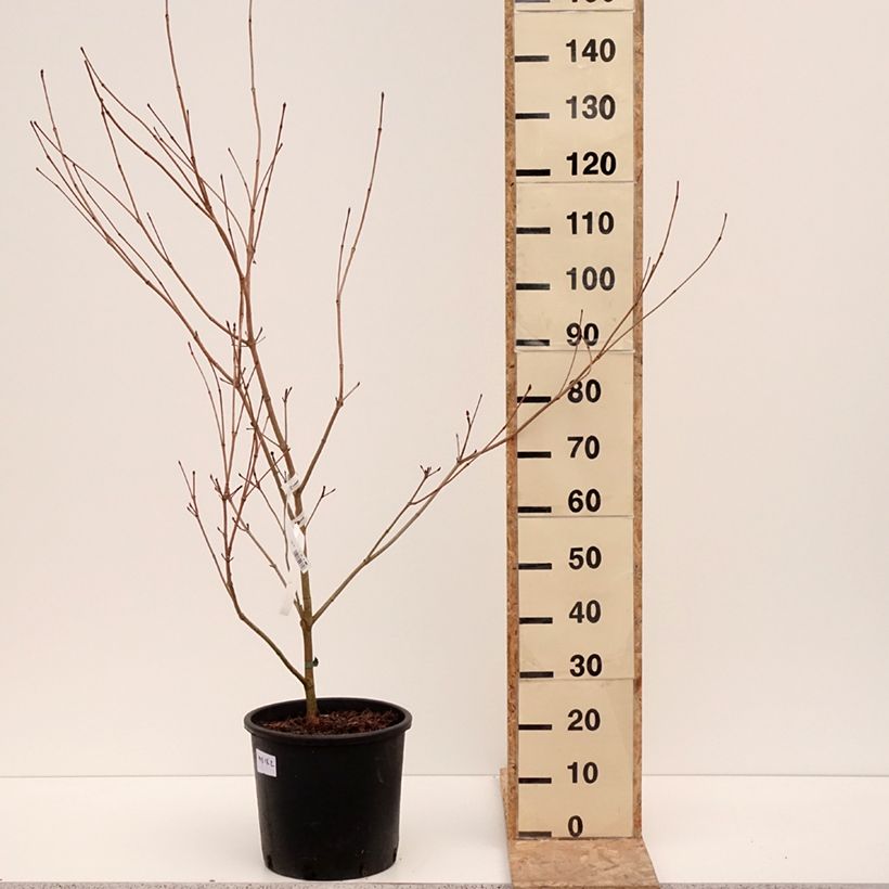 Spécimen de Cornus kousa Satomi - Cornouiller du Japon rose Pot de 6L/7L tel que livré en hiver