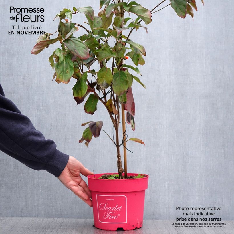 Spécimen de Cornus kousa Scarlet Fire - Cornouiller du Japon Pot de 4L/5L tel que livré en automne
