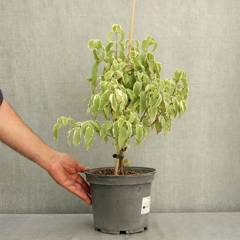 Spécimen de Cornus kousa Shira-yuki - Cornouiller du Japon Pot de 4L/5L tel que livré en été