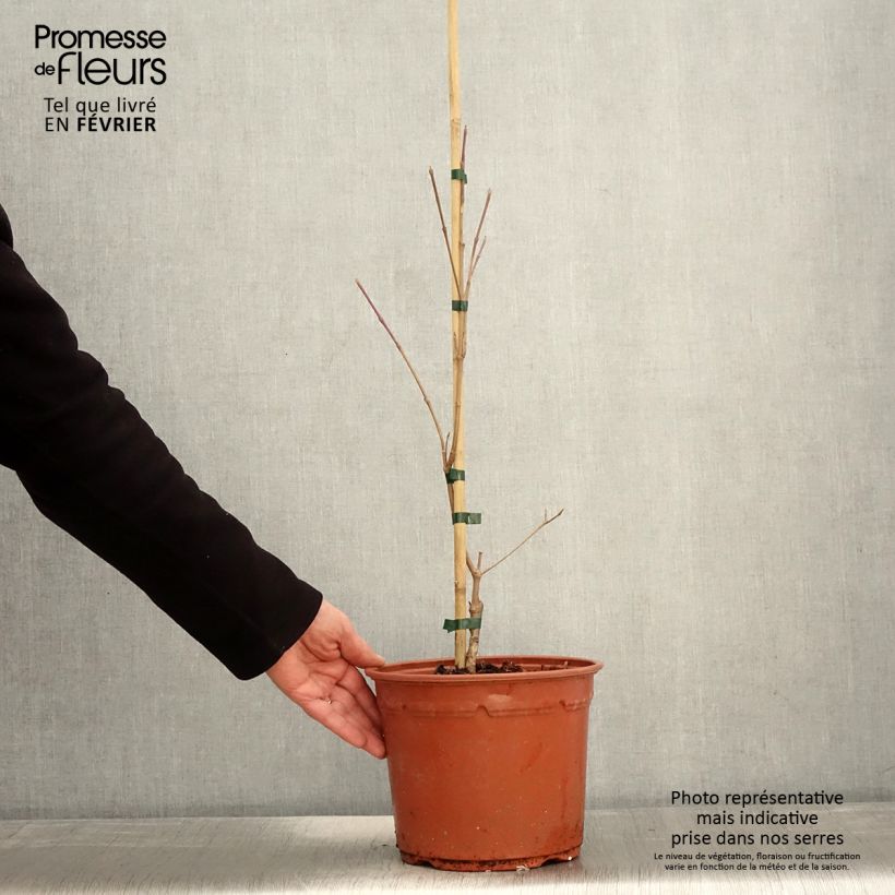 Spécimen de Cornus kousa Shira-yuki - Cornouiller du Japon Pot de 4L/5L tel que livré en hiver