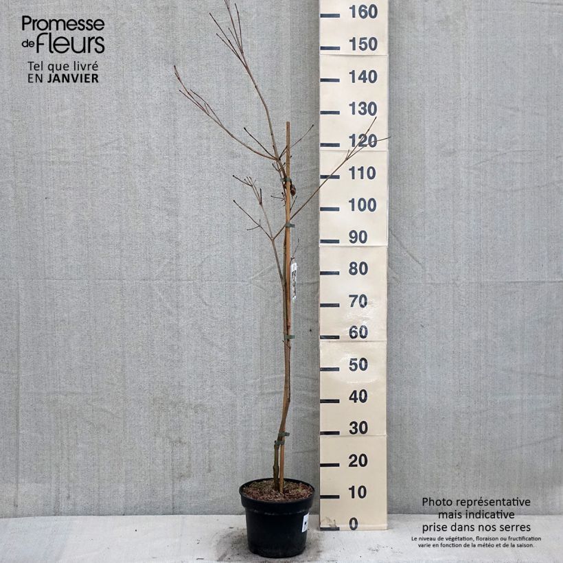 Spécimen de Cornus kousa Teutonia Pot de 4L/5L tel que livré en hiver