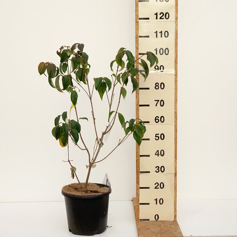 Spécimen de Cornus kousa Teutonia Pot de 12L/15L tel que livré en automne