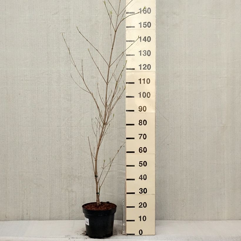 Spécimen de Cornus kousa var. chinensis Great Star - Cornouiller à fleurs Pot de 7,5L/10L tel que livré au printemps