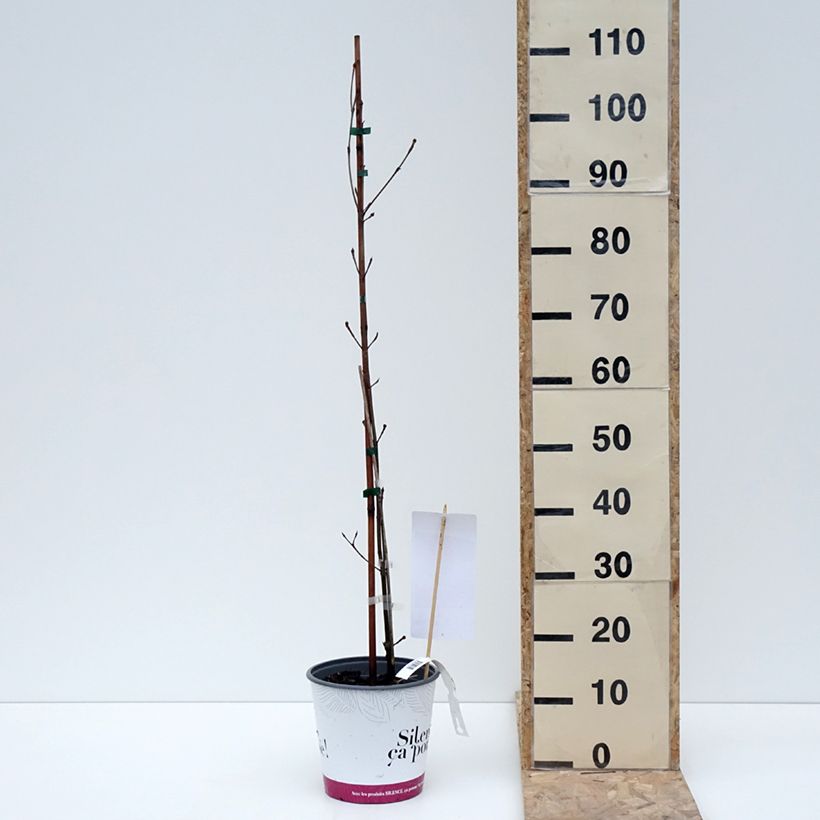 Spécimen de Cornus kousa var. chinensis Great Star - Cornouiller à fleurs Pot de 4L/5L tel que livré en hiver