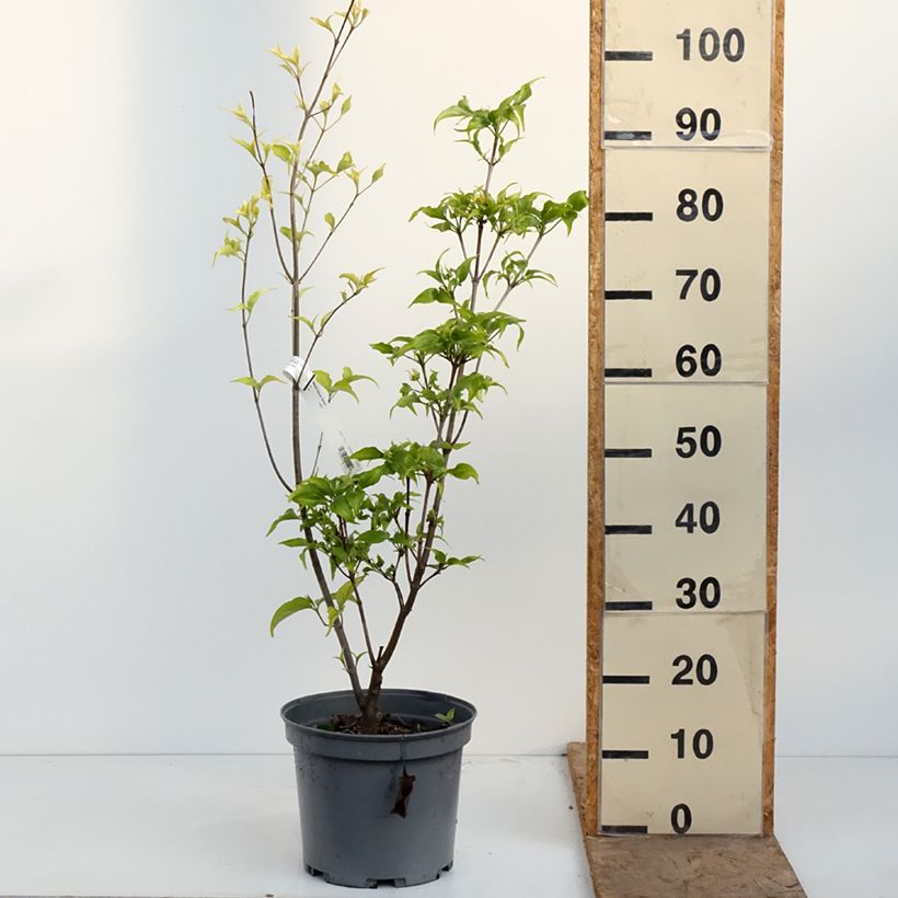 Spécimen de Cornus kousa Venus - Cornouiller du Japon blanc Pot de 7,5L/10L tel que livré au printemps
