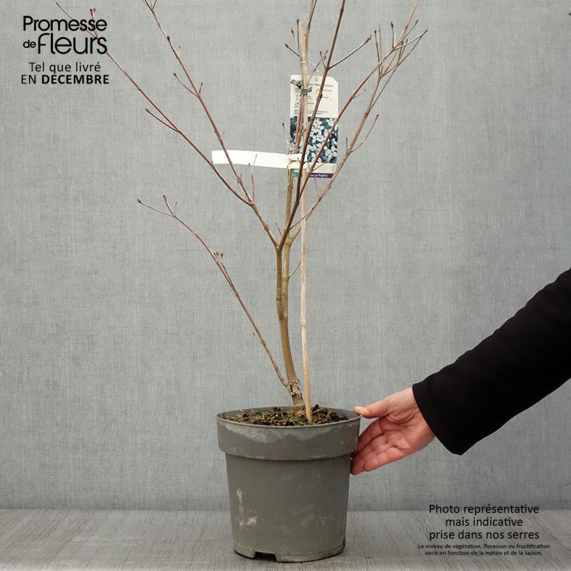 Spécimen de Cornus kousa Weisse Fontaine - Cornouiller du Japon Pot de 4L/5L tel que livré en automne