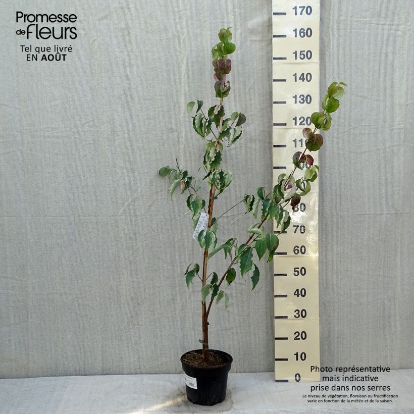 Spécimen de Cornus kousa Weisse Fontaine - Cornouiller du Japon Pot de 3L/4L tel que livré en été