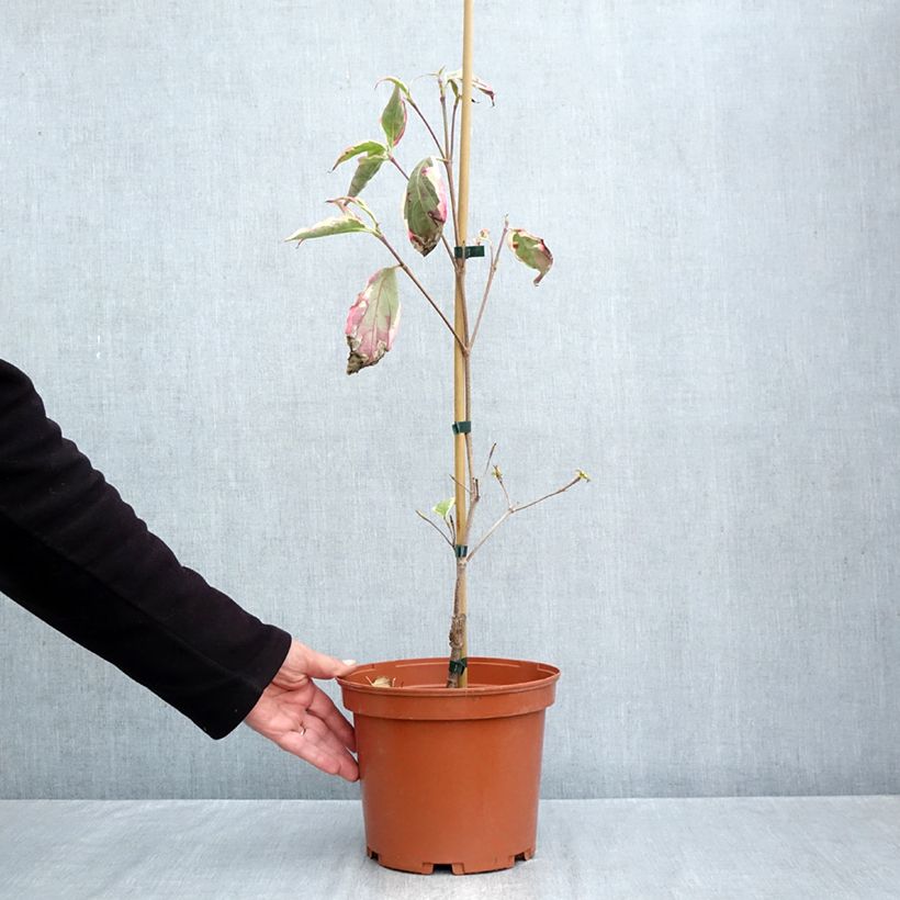 Spécimen de Cornus kousa Wolf Eyes - Cornouiller du Japon Pot de 4L/5L tel que livré en automne