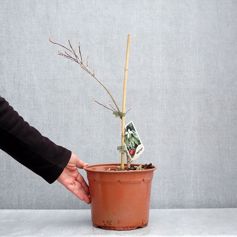 Spécimen de Cornus kousa Wolf Eyes - Cornouiller du Japon Pot de 4L/5L tel que livré au printemps