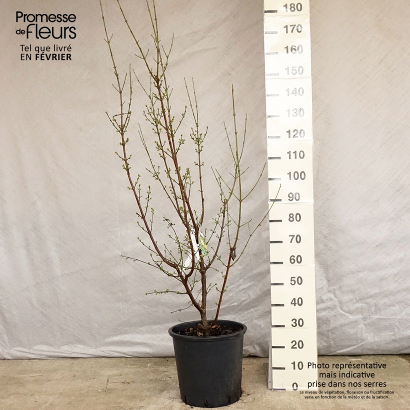 Spécimen de Cornus mas Aurea - Cornouiller mâle Pot de 20L/25L tel que livré en hiver