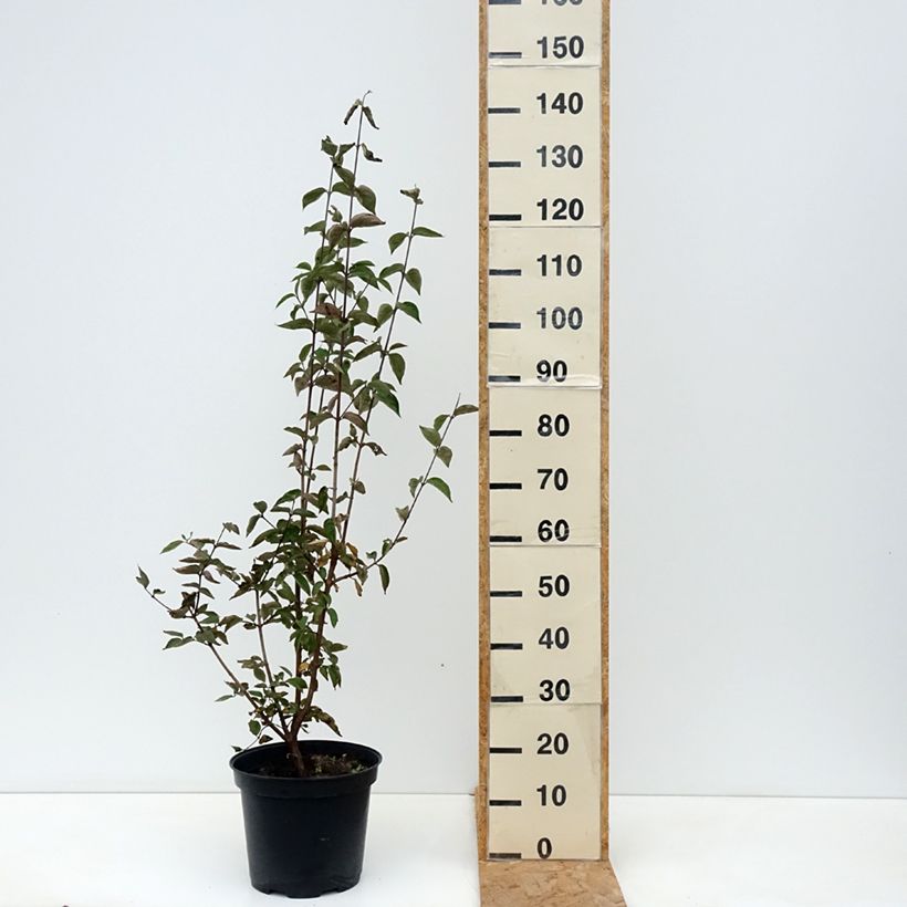 Spécimen de Cornus mas - Cornouiller mâle Pot de 7,5L/10L tel que livré en automne