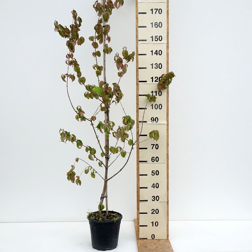 Spécimen de Cornus mas Flava - Cornouiller mâle Pot de 7,5L/10L tel que livré en été