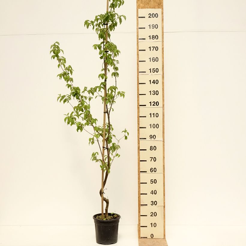 Spécimen de Cornus mas Flava - Cornouiller mâle Pot de 7,5L/10L tel que livré au printemps