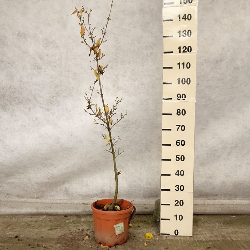 Spécimen de Cornus mas Kazanlak - Cornouiller mâle Pot de 7,5L/10L tel que livré en automne