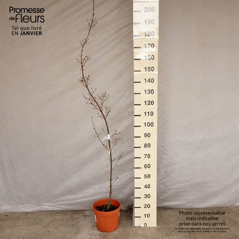 Spécimen de Cornus mas Kazanlak - Cornouiller mâle Pot de 7,5L/10L tel que livré en hiver