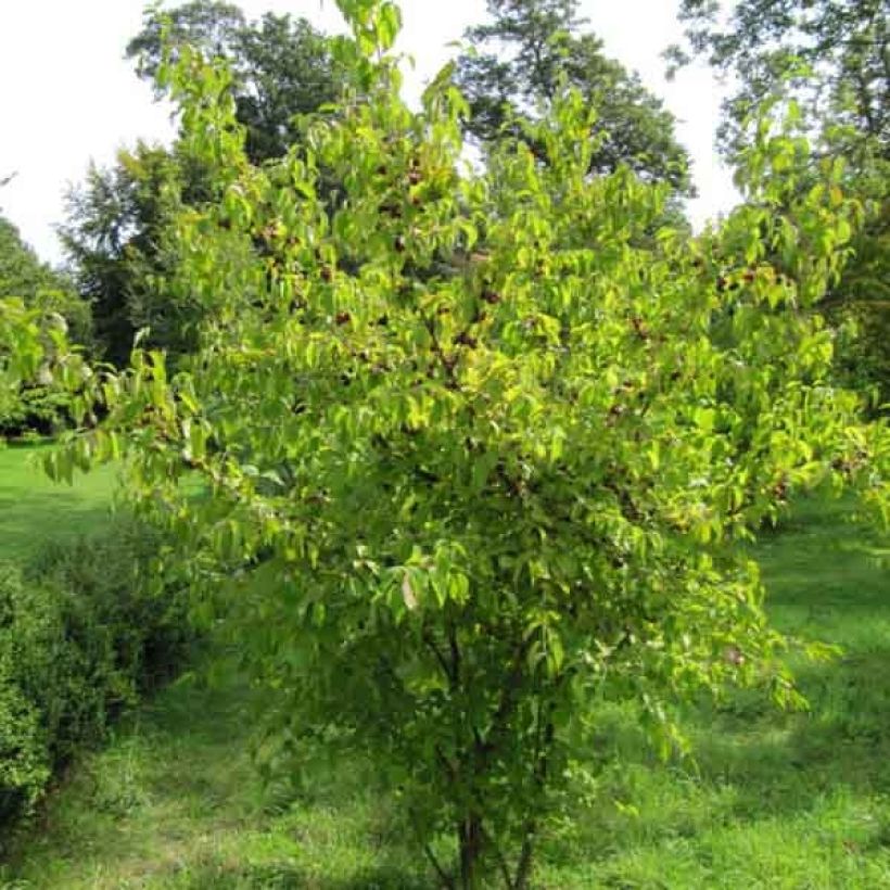 Cornus mas - Cornouiller mâle (Port)