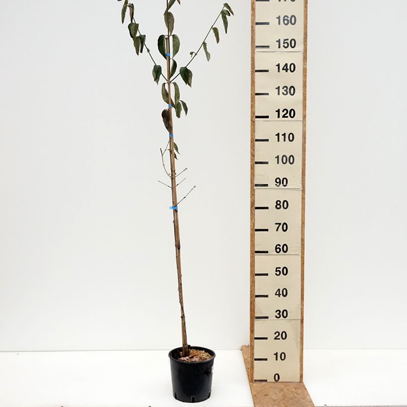 Spécimen de Cornus mas Nikołka - Cornouiller mâle Pot de 4L/5L tel que livré en automne
