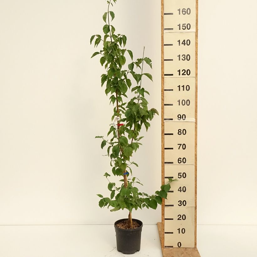Spécimen de Cornus mas Nikołka - Cornouiller mâle Pot de 4L/5L tel que livré en été