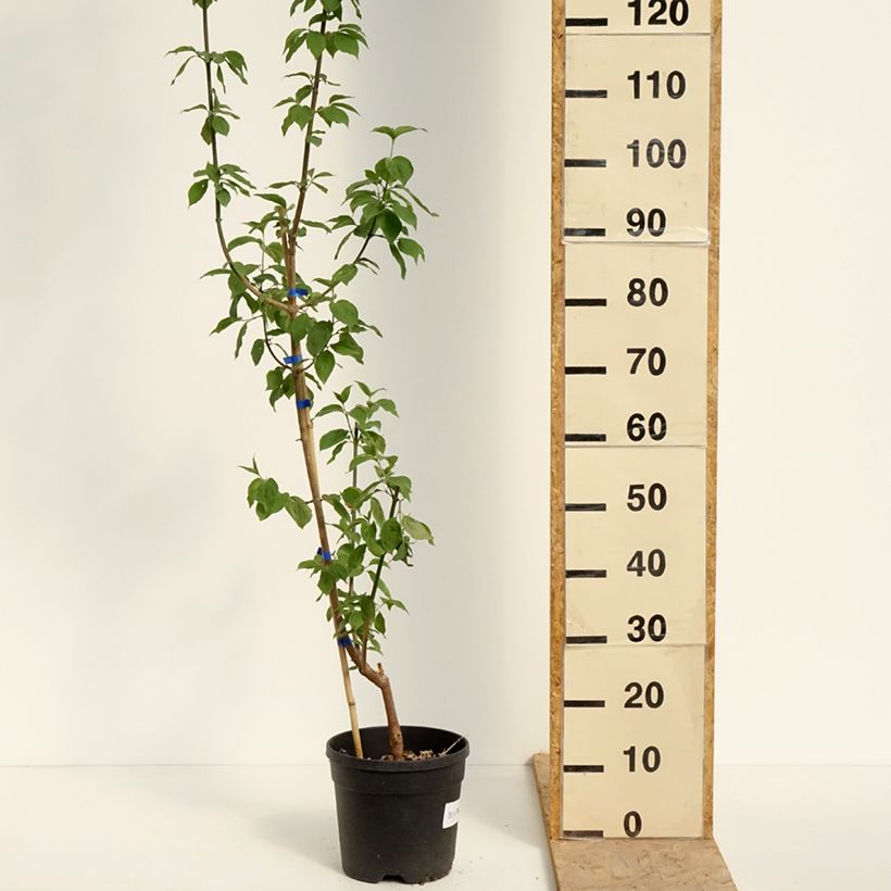 Spécimen de Cornus mas Nikołka - Cornouiller mâle Pot de 4L/5L tel que livré au printemps