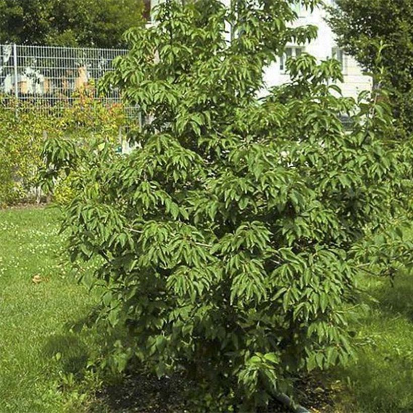 Cornus mas Schönbrunner Gourmet Dirndl - Cornouiller mâle (Feuillage)