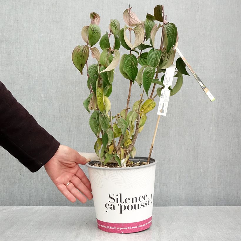 Spécimen de Cornus officinalis - Cornouiller officinal Pot de 4L/5L tel que livré en automne