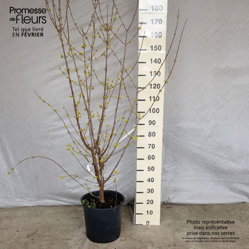Spécimen de Cornus officinalis Robins Pride - Cornouiller officinal Pot de 20L/25L tel que livré en hiver
