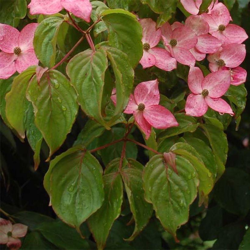 Cornus kousa Satomi - Cornouiller du Japon rose (Feuillage)