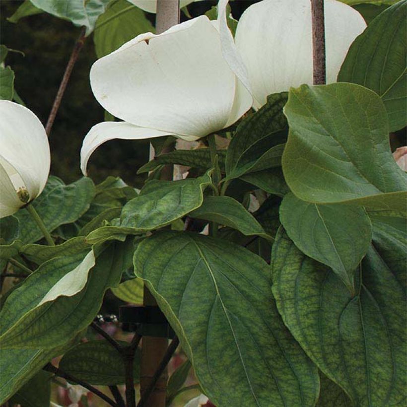 Cornus kousa Venus - Cornouiller du Japon blanc (Feuillage)