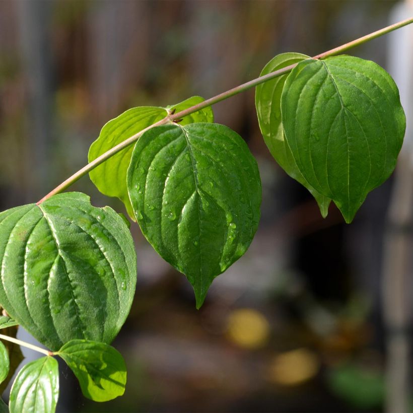 Cornus mas - Cornouiller mâle (Feuillage)
