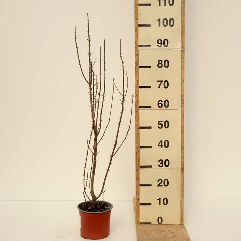 Spécimen de Cornus sanguinea Compressa - Cornouiller sanguin Pot de 3L/4L tel que livré au printemps