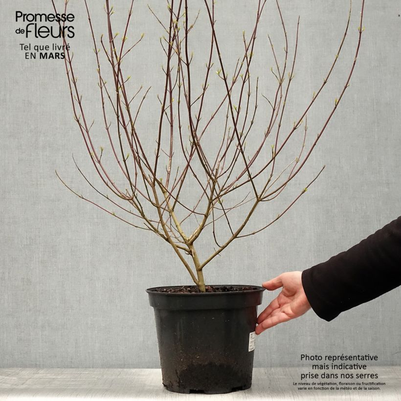 Spécimen de Cornus sanguinea - Cornouiller sanguin Pot de 7,5L/10L tel que livré au printemps